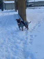 Engelska staffordshire bullterrier Engelska staffordshire bullterrier