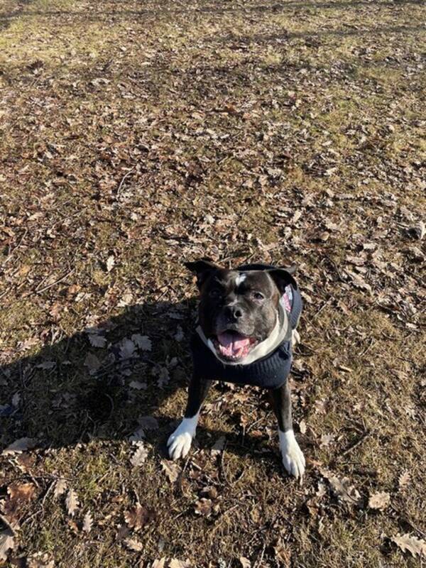 Hund - Engelska staffordshire bullterrier