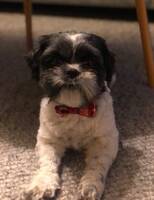 Shih Ztu/malteser Shih Ztu/malteser