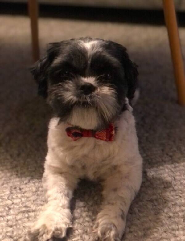 Hund - Shih Ztu/malteser Hund - Shih Ztu/malteser