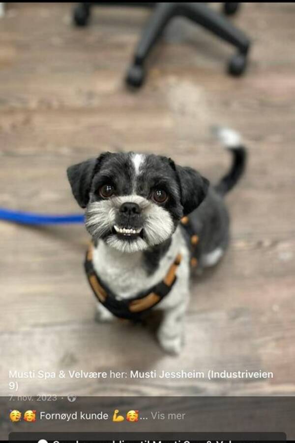 Hund - Shih Ztu/malteser Hund - Shih Ztu/malteser