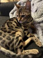 Bengal Zelda