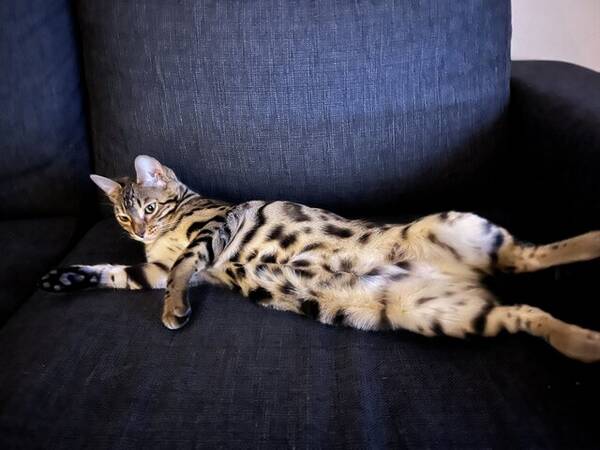 Katt - Bengal Zelda