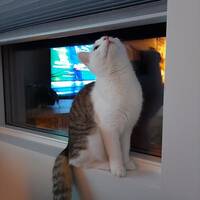 Katt Perle Katt Perle