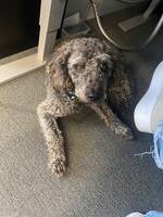 Hunden Max Hunden Max