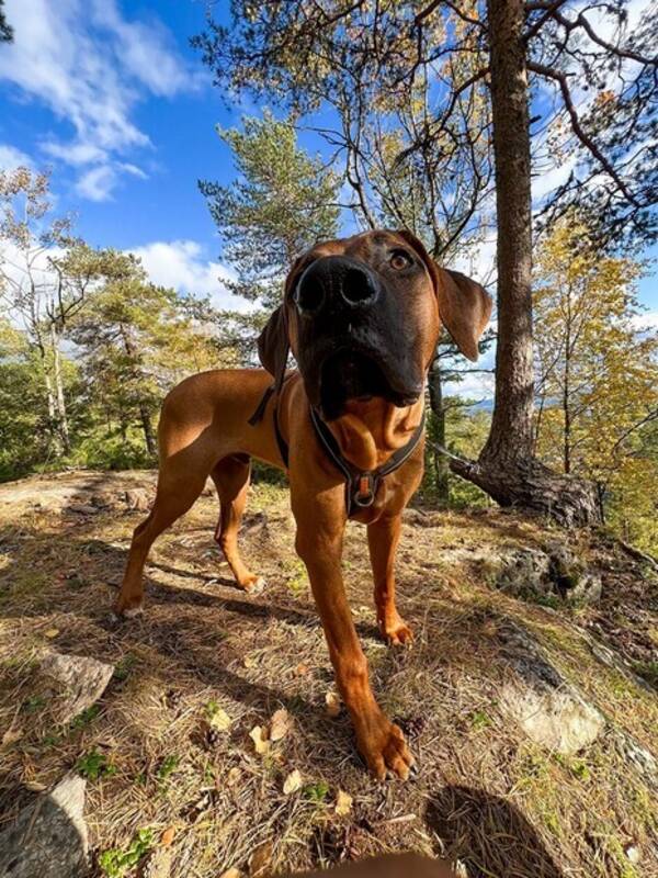 Hund - Rhodesian ridgeback Hund - Rhodesian ridgeback