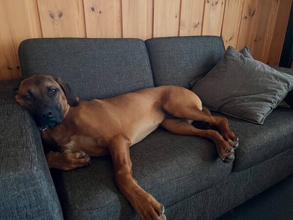 Hund - Rhodesian ridgeback