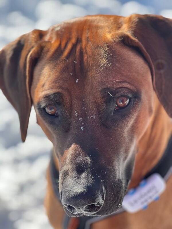 Hund - Rhodesian ridgeback