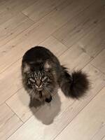 Maine Coon