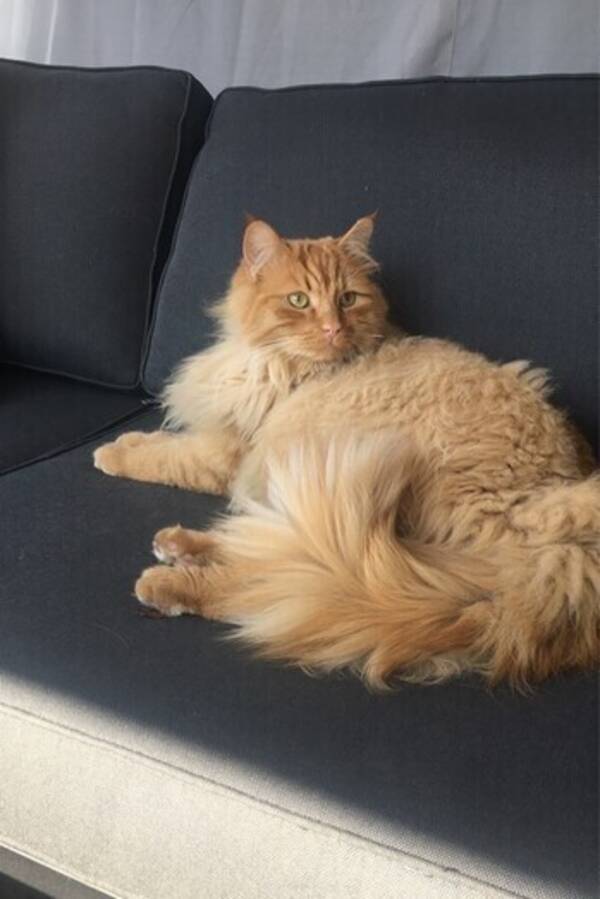 Katt - Skogskatt Katt - Skogskatt