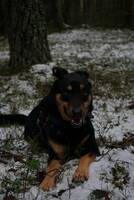 Blandras schäfer Blandras schäfer