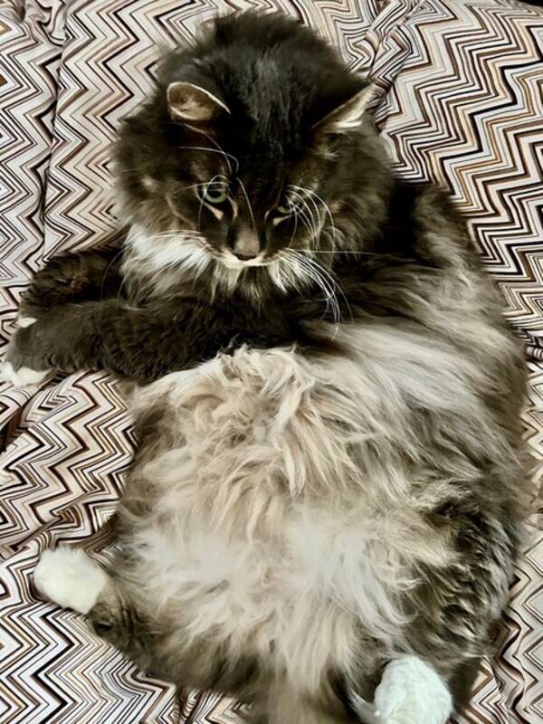 Katt - Malene Katt - Malene