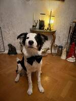 Bordercollie, Bolt Bordercollie, Bolt