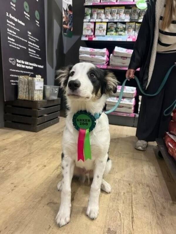 Hund - Bordercollie, Bolt 