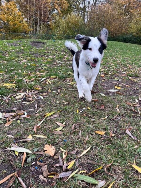 Hund - Bordercollie, Bolt 