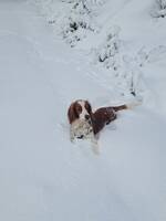 Welsh springer spaniel Ebbot