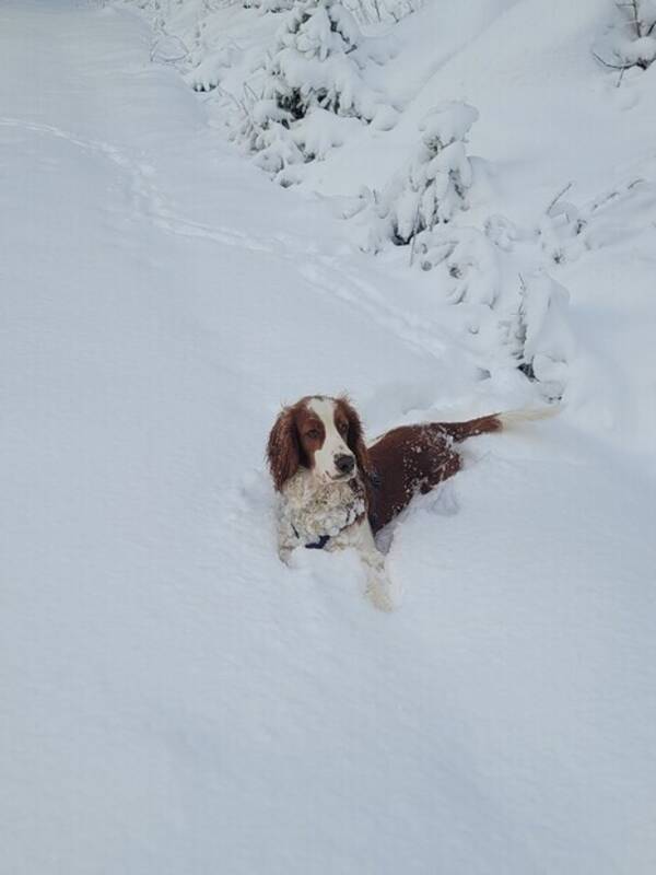 Hund - Welsh springer spaniel Ebbot