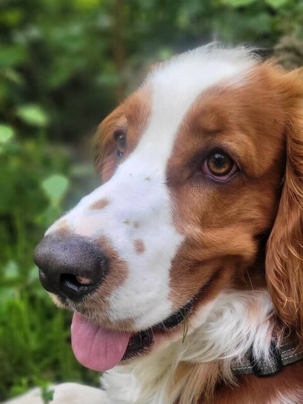 Hund - Welsh springer spaniel Ebbot