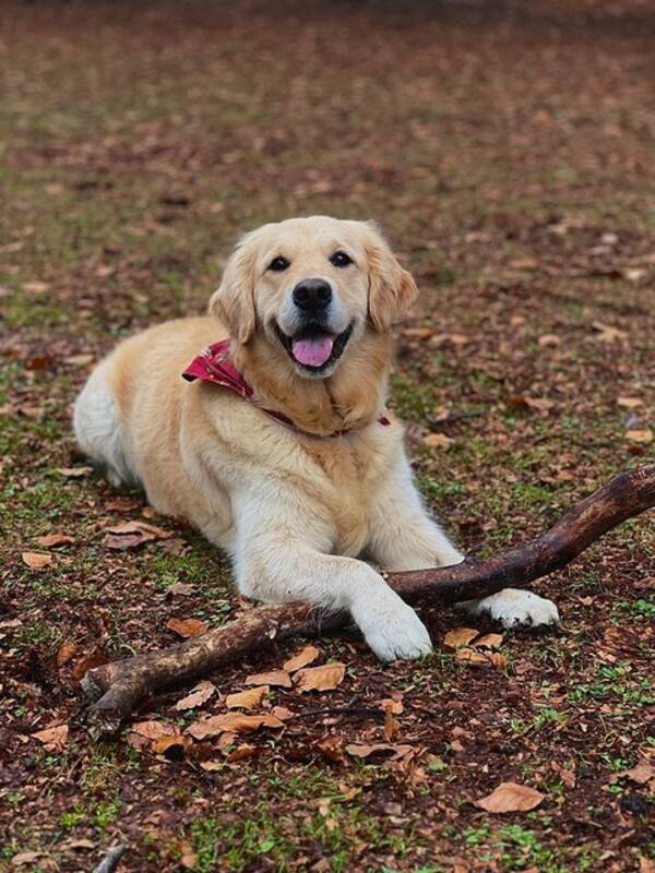 Hund - Selma Golden Retriever 