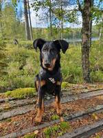 Kajakk født 11.05.24 - Beauceron  Kajakk født 11.05.24 - Beauceron