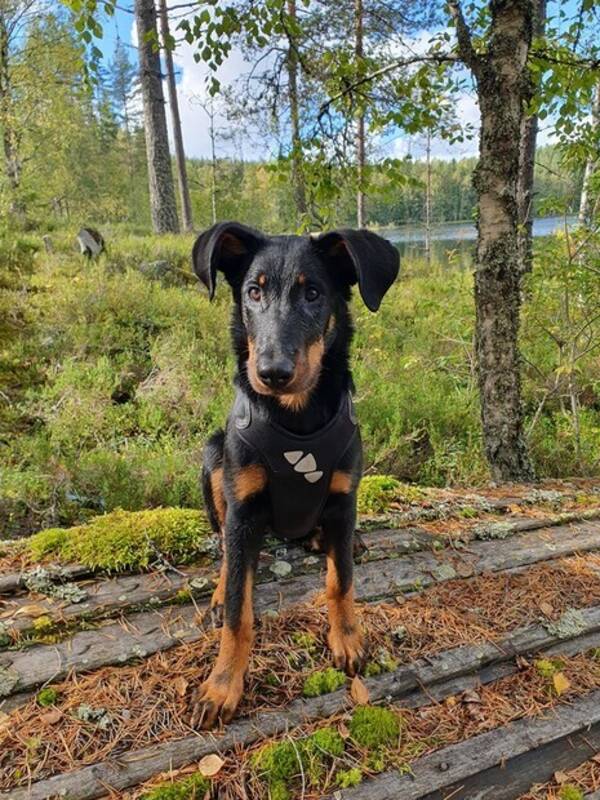 Hund - Kajakk født 11.05.24 - Beauceron  Hund - Kajakk født 11.05.24 - Beauceron