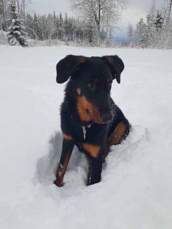 Hund - Kajakk fdt 11.05.24 - Beauceron 