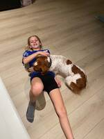 Fuglehund breton Ailo Fuglehund breton Ailo