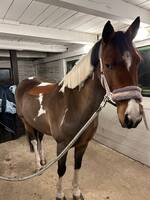 Ponnyn Tompa Ponnyn Tompa