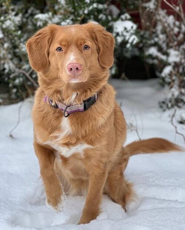 Hund - Noca Scotic Duck Tolling Retriever Hund - Noca Scotic Duck Tolling Retriever