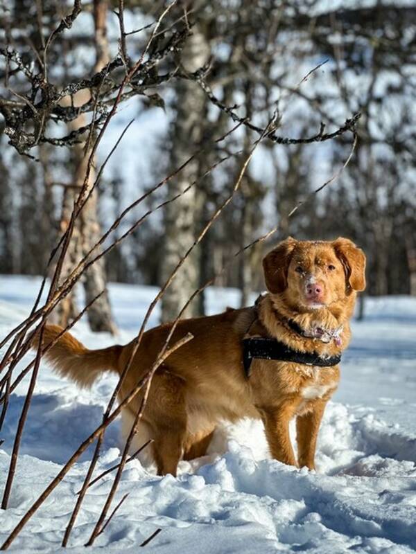 Hund - Noca Scotic Duck Tolling Retriever Hund - Noca Scotic Duck Tolling Retriever