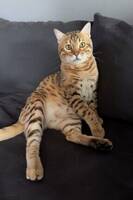 Bengal Bengal