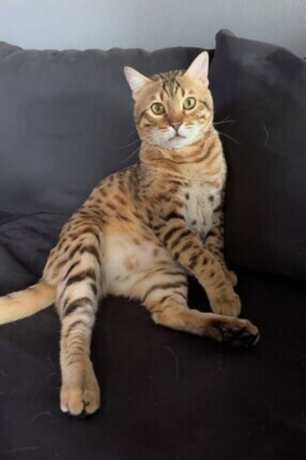 Katt - Bengal