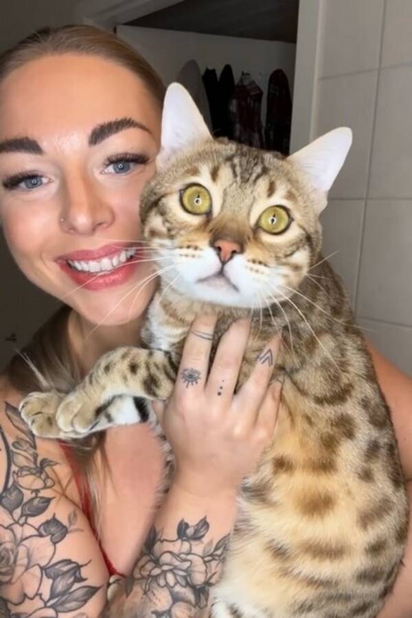 Katt - Bengal