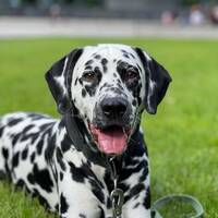 Dalmatiner Dalmatiner