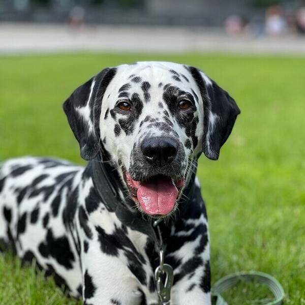 Hund - Dalmatiner Hund - Dalmatiner