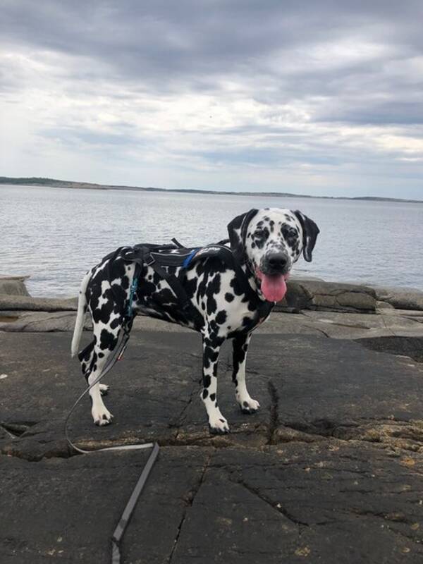 Hund - Dalmatiner Hund - Dalmatiner