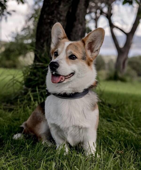 Hund - Welsh Corgi Pembroke Ava