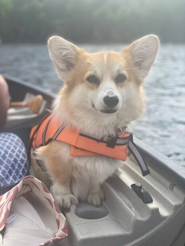 Hund - Welsh Corgi Pembroke Nimah