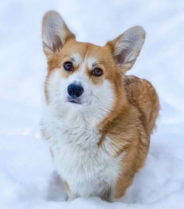 Hund - Welsh Corgi Pembroke Lexie