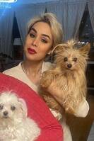 Yorkshire treierr Yorkshire treierr