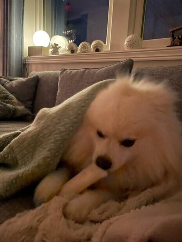 Hund - Mittelspitz Hund - Mittelspitz