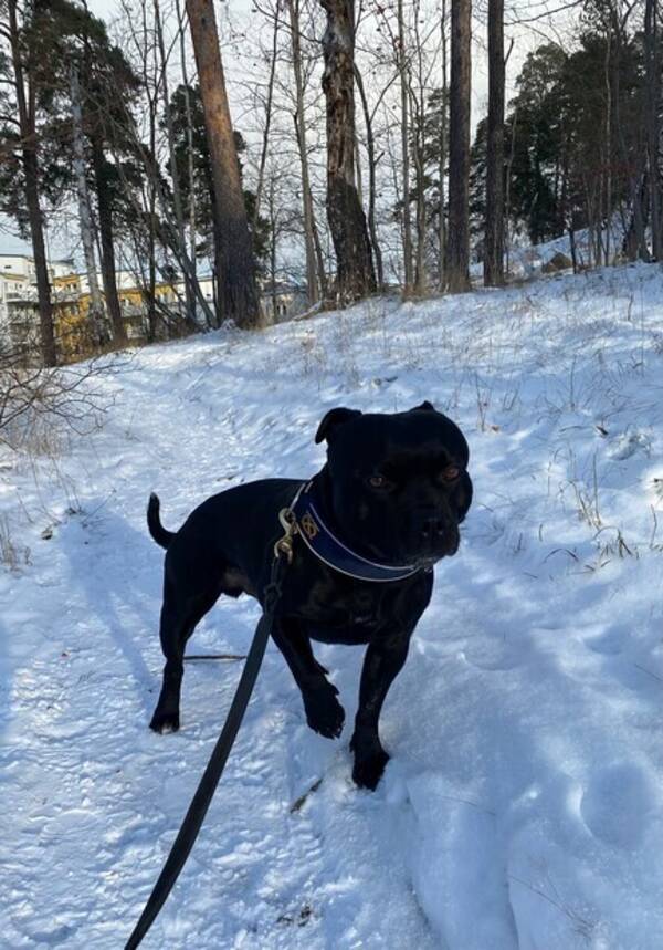 Hund - Staffordshire bullterrier