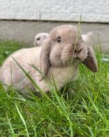 Luna och Bamse Luna och Bamse