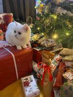 Katten Wilma och hunden Nellie Katten Wilma och hunden Nellie