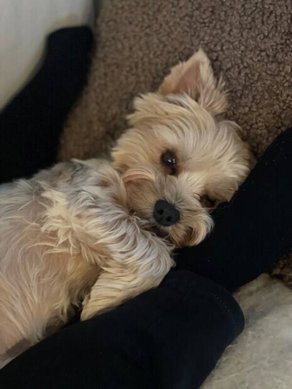 Hund - Yorkshire terrier, Chili Hund - Yorkshire terrier, Chili