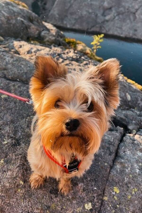 Hund - Yorkshire terrier, Chili