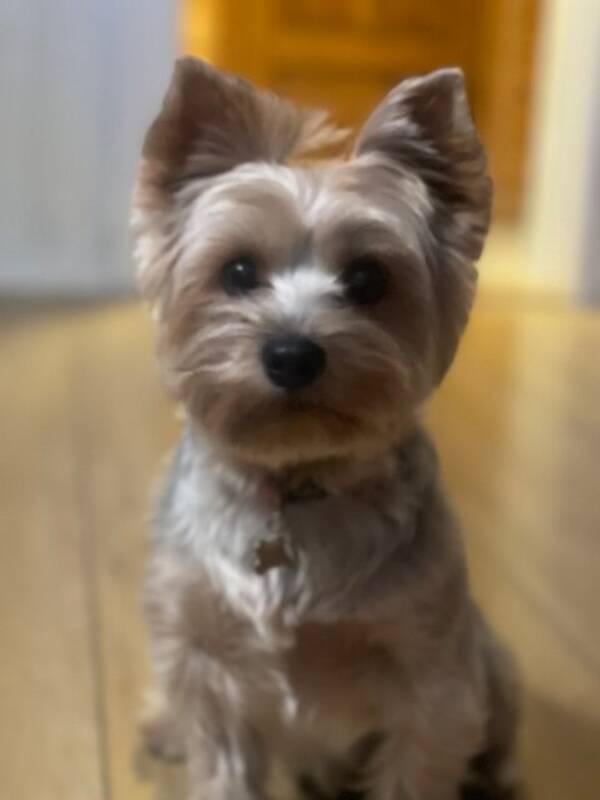 Hund - Yorkshire terrier, Chili