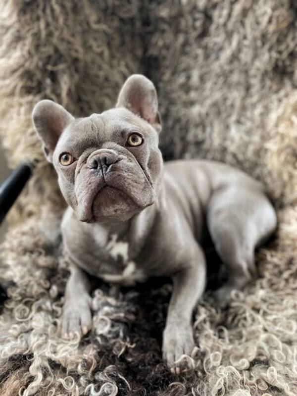 Hund - Fransk bulldog gr/lilac