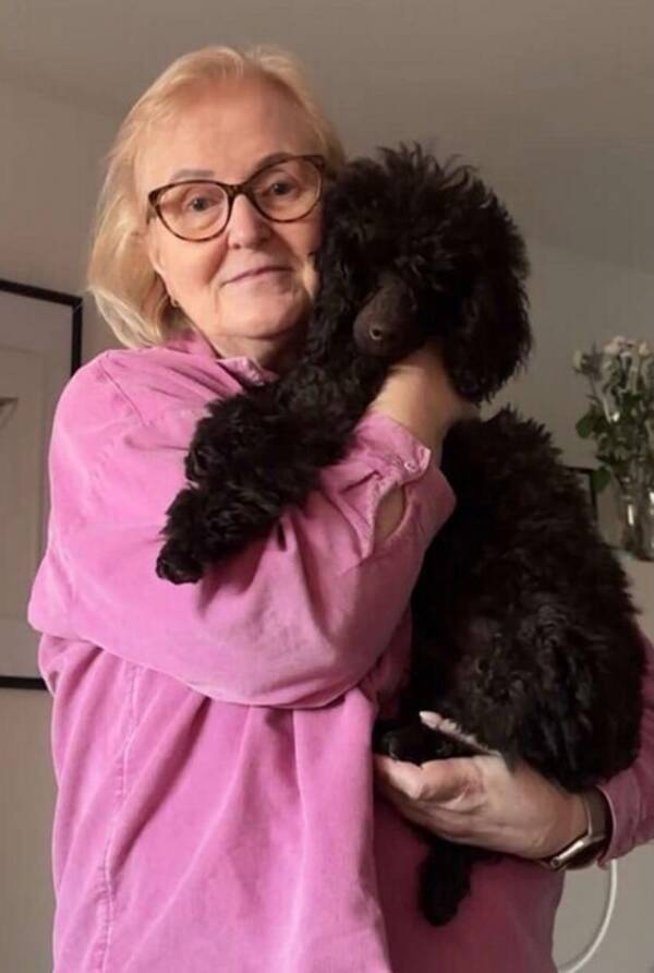 Hund - Mellanpudeln Teddy