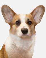 walesiska Corgi Senior walesiska Corgi Senior